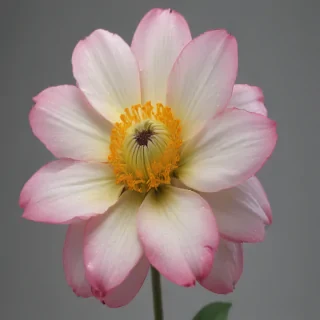 flower no background