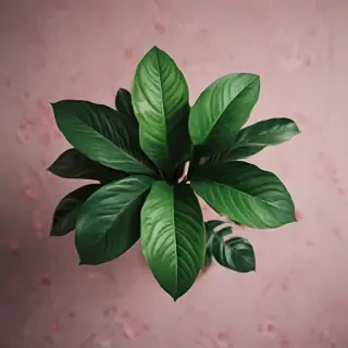 plant wallpaper iphone