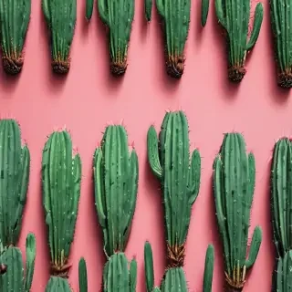 aesthetic cactus wallpaper