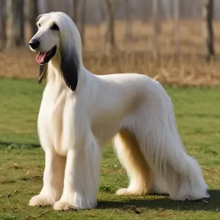 afghan hound dog breed