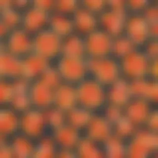 pizza clipart transparent background