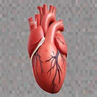 human heart png