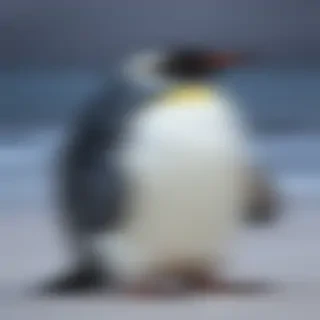 penguin background