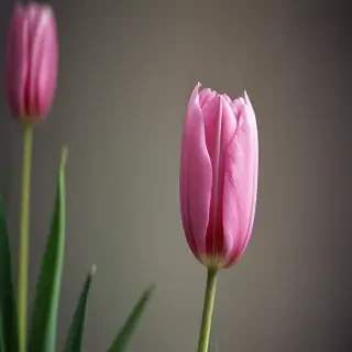 tulip iphone wallpaper