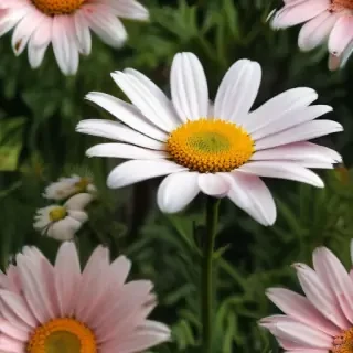 wallpaper daisy flower
