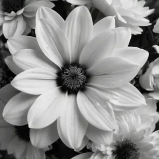 black and white flower background