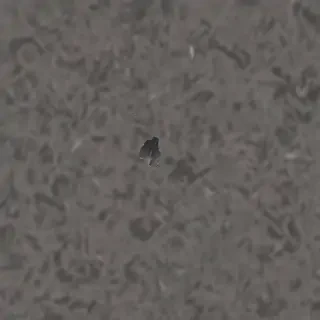 static png
