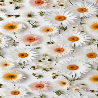 flowers white background