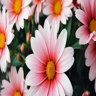 wallpaper iphone flower