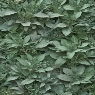 sage green background aesthetic