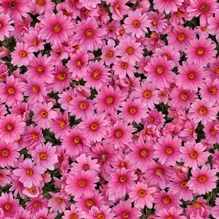 flower pictures