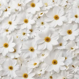 flower background white