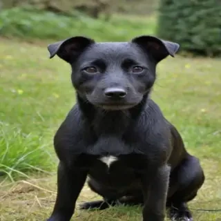 patterdale terrier