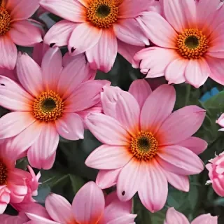 flower wallpaper iphone