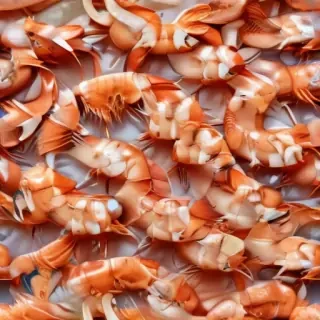 shrimp png