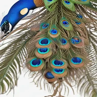 peacock png