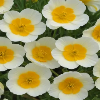 buttercup flower
