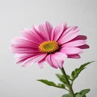 flower on white background