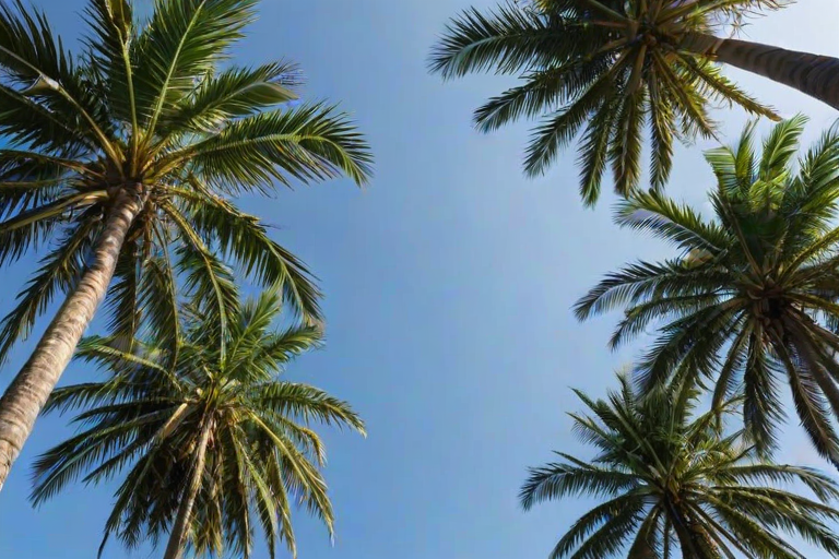 palm trees background