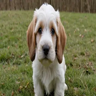 petit basset griffon vendeen