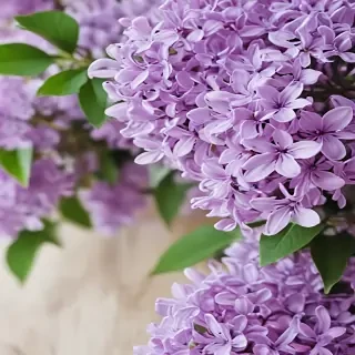 lilac iphone wallpaper