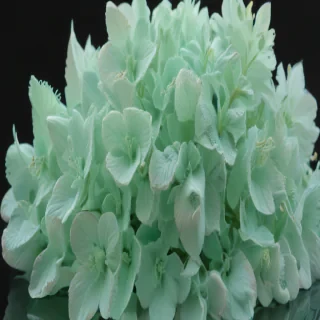 mint green aesthetic