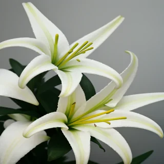 lily flowers