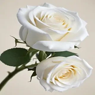 white roses png