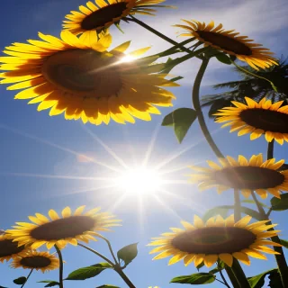 sunshine no background