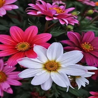 flower computer wallpaper
