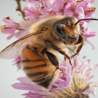 bees png