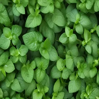 mint background