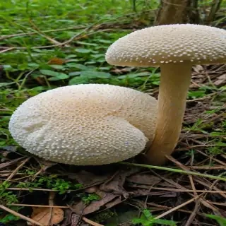 puffball mushroom