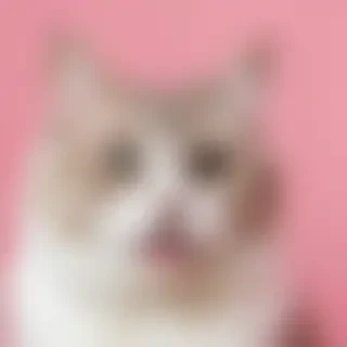 funny cat backgrounds