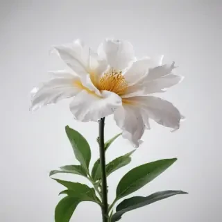 flower with white background