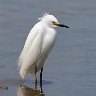 snowy egret