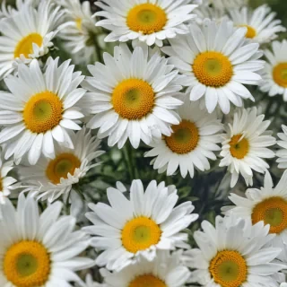 daisy wallpaper iphone