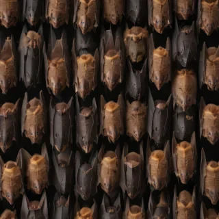 bats png