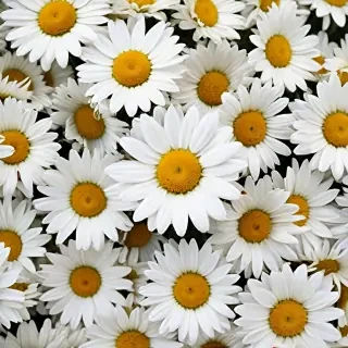 daisy wallpaper for desktop