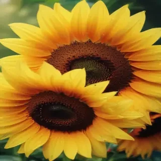 iphone cute sunflower wallpaper