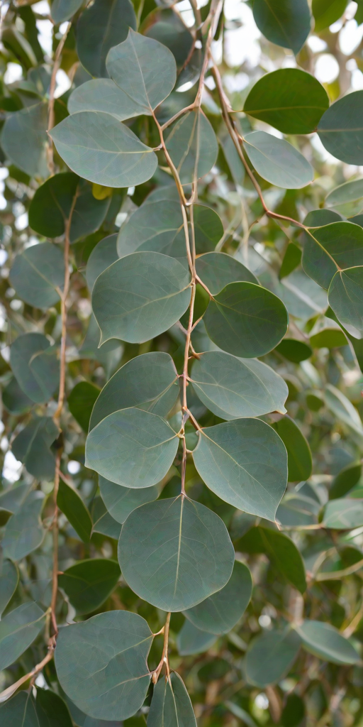 transparent eucalyptus