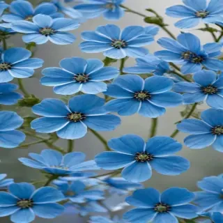 blue flowers transparent