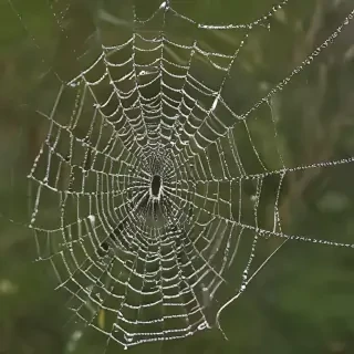 spiderweb