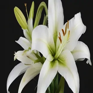 lily flower png