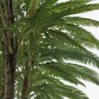 jungle png