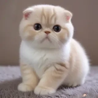 scottish fold cat breed