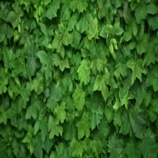 leaf background green