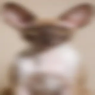 cornish rex cat breed