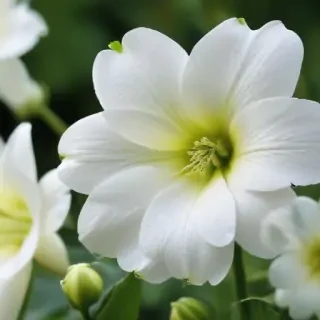 white flower wallpaper