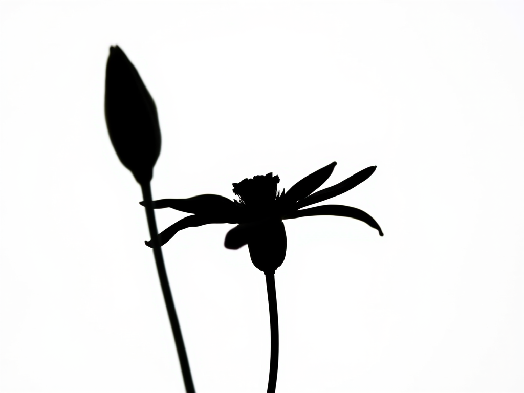 Generate a high-resolution image of a black silhouette of a flower against a white background, using a DSLR camera with an aperture of f/2.8, ISO 100, and a focal length of 50mm, taken from a front view in a soft natural light setting.